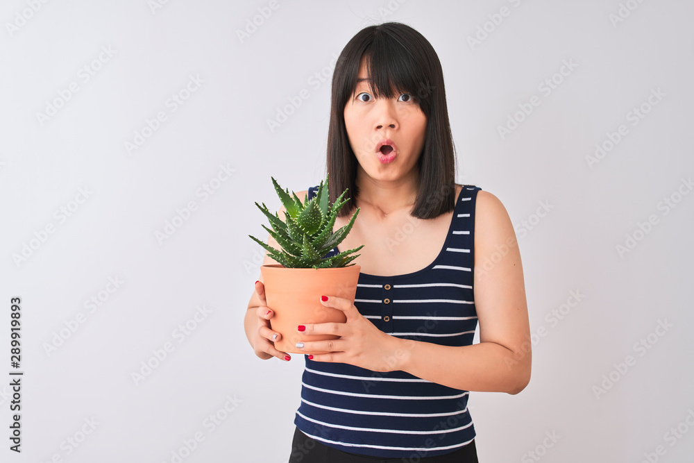Young beautiful Chinese woman holding cactus pot over isolated white background scared in shock with a surprise face, afraid and excited with fear expression Young beautiful Chinese woman holding cactus pot over isolated white background scared in shock with a surprise face, afraid and excited with fear expression