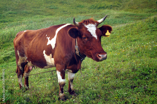 In the summer  a brown cow eats green grass in the meadow.