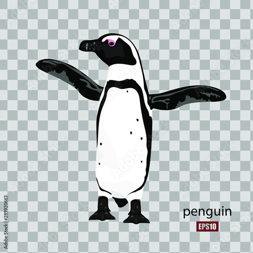 Cute african penguin on transparent background, wildlife, bird. Flat design. Vector illustration. EPS10