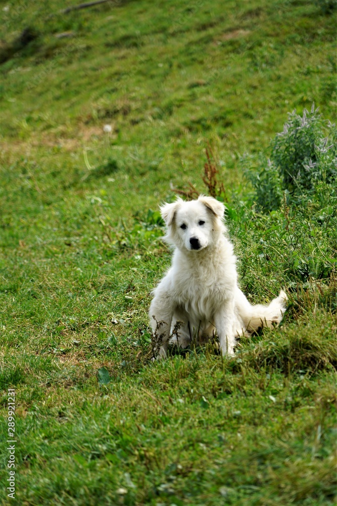 Dog in mousmall, face, puppy, friend, park, looking, beautiful, happy, breed, summer, background, young, mammal, domestic, nature, green, white, portrait, dog, canine, outdoor,ntains area from Romania Dog in mousmall, face, puppy, friend, park, looking, beautiful, happy, breed, summer, background, young, mammal, domestic, nature, green, white, portrait, dog, canine, outdoor,ntains area from Romania