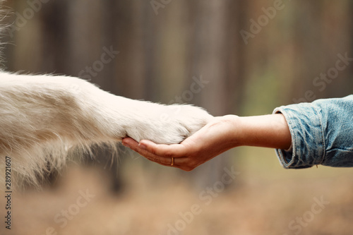 Dog is giving paw to the woman. Dog's paw in human's hand. Domestic pet photo