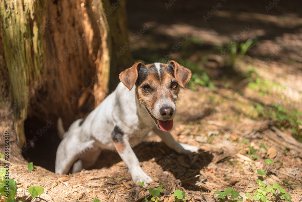 Cute Jack Russell Terrier hunting dog is looing out of a cave Cute Jack Russell Terrier hunting dog is looing out of a cave