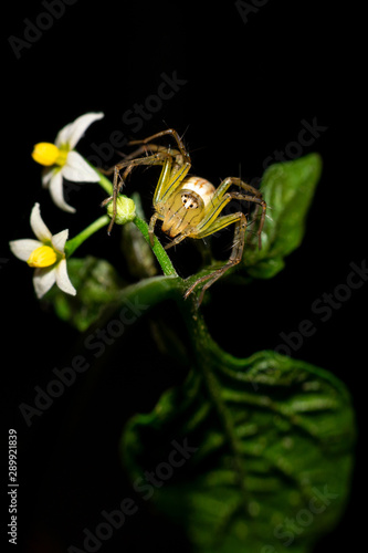 spider is roaming besides flower