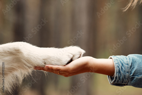 Dog is giving paw to the woman. Dog's paw in human's hand. Domestic pet