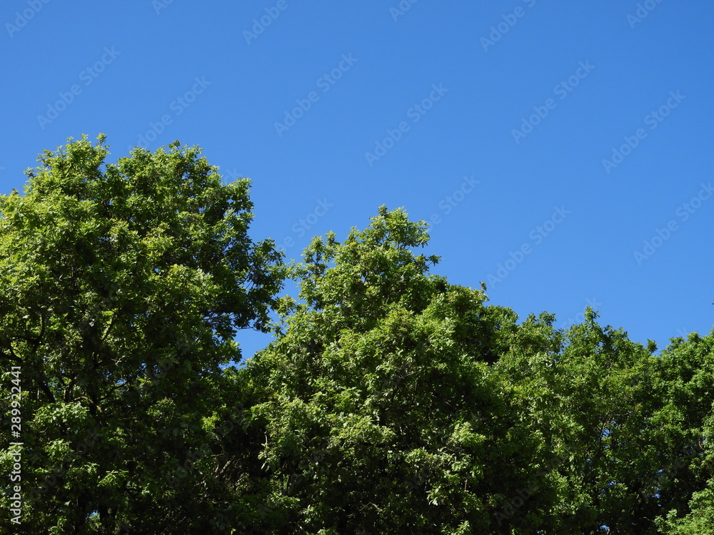 Tree blue