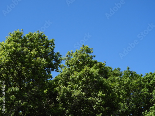 Tree blue