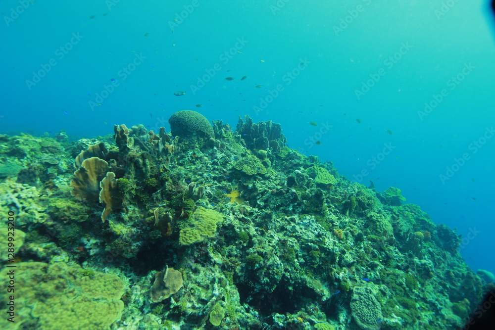 Obraz premium Under the Sea