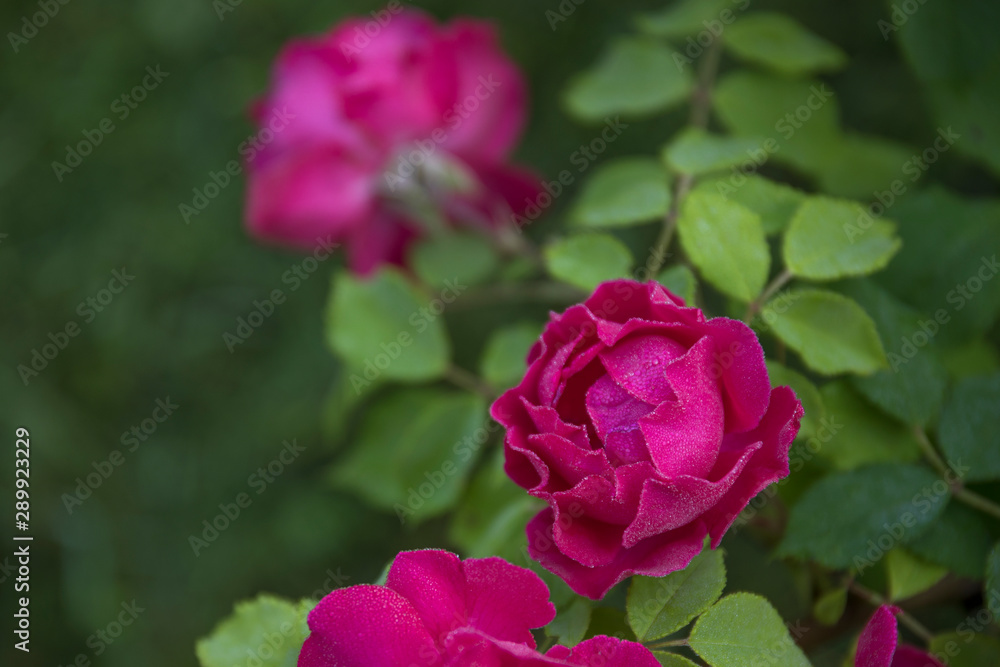 Beautiful pink nostalgic rose KORDES in a garden. Beautiful pink nostalgic rose KORDES in a garden.