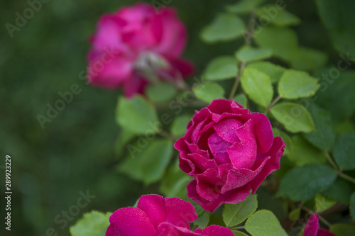 Beautiful pink nostalgic rose KORDES in a garden.