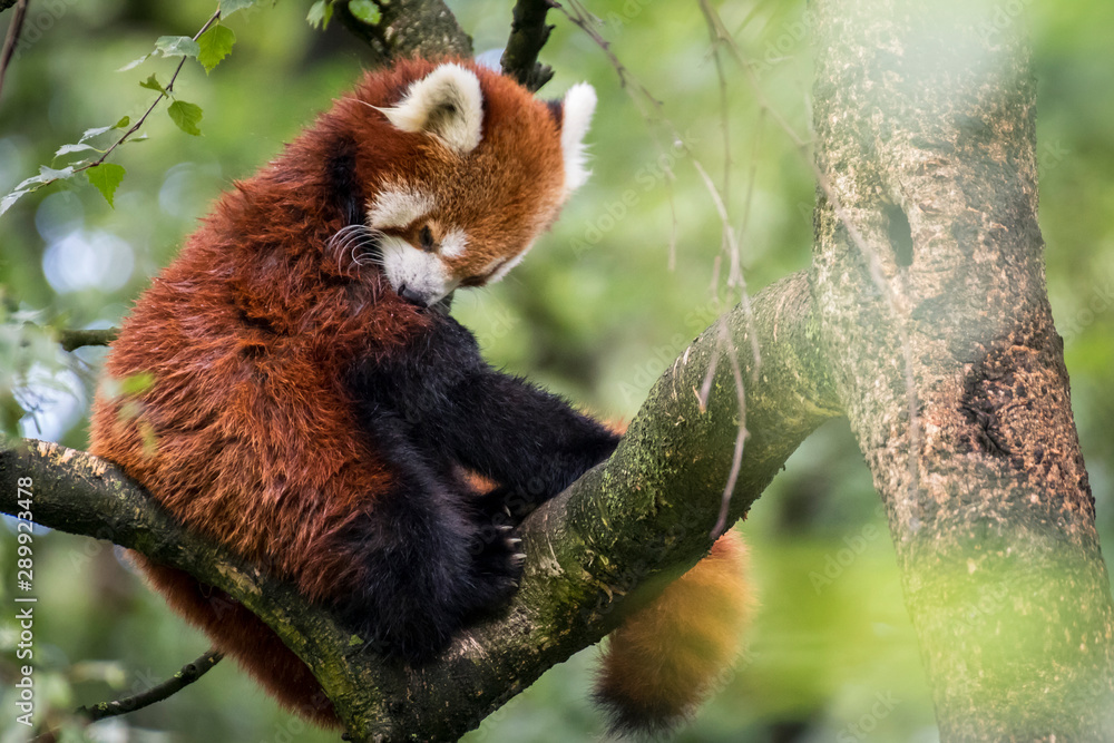 Fototapeta premium rd mini Chinese panda