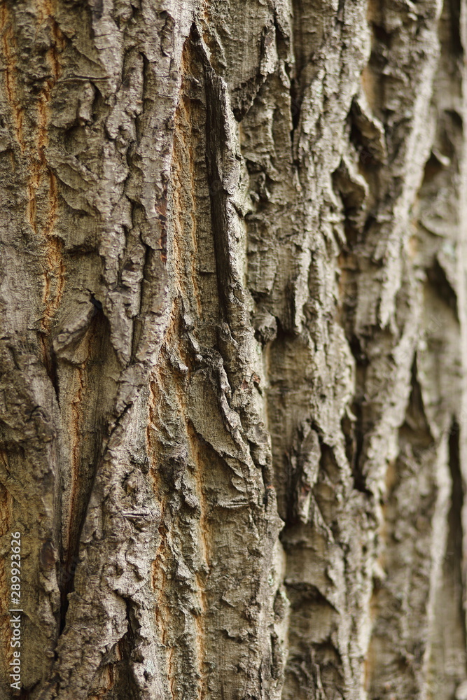 bark of a tree bark of a tree