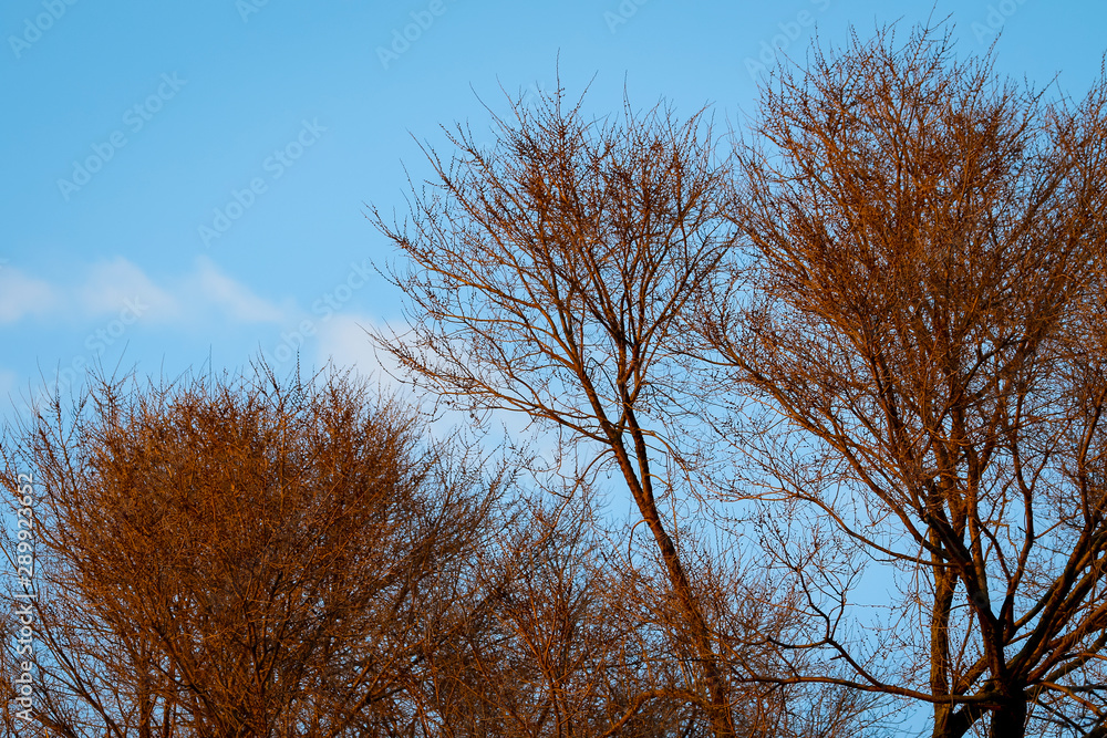 winter blue sky background winter blue sky background