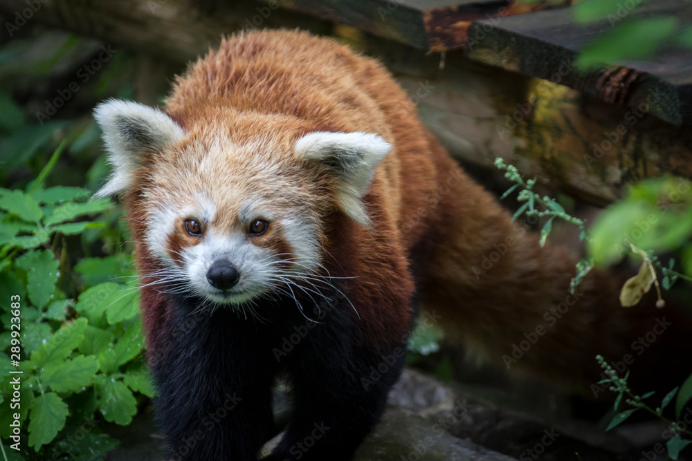 Fototapeta premium image of red Chinese panda