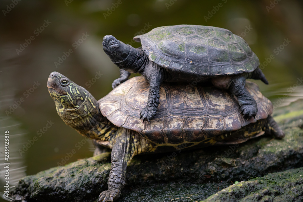 baby mud turtle