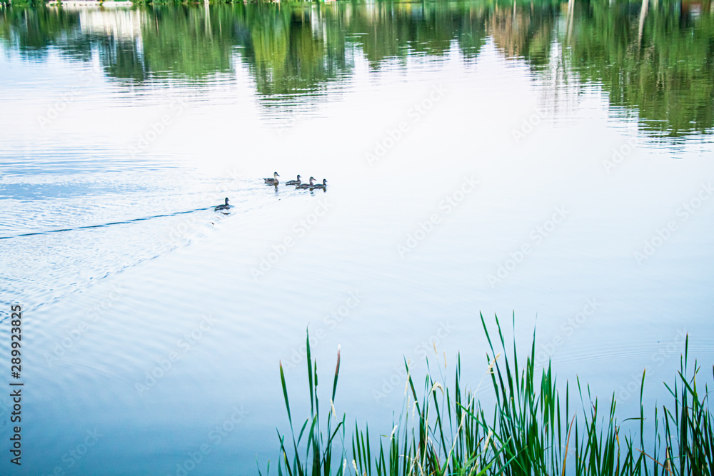 Fototapeta premium Colorado village lake with boats and daisies
