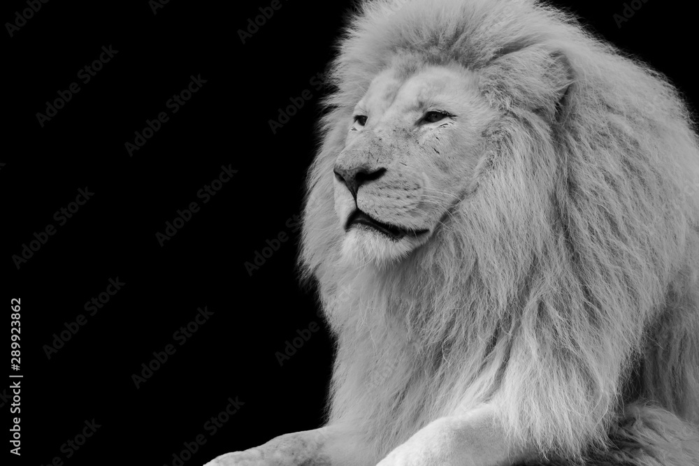 black and white portrait image of  lion 