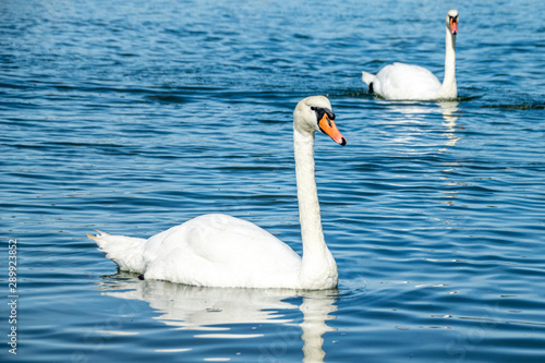 Mute swans (cygnus olor) on the River Crouch at South Woodham Ferrers, Essex, UK photo