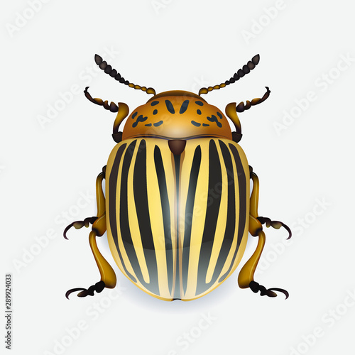 Colorado beetle isolated on a white background, realistic insect, insect pest. 3D effect. Vector illustration. © Виктория Дзюба