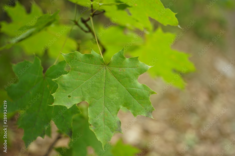 green maple leaves on the tree branch in autumn forest. green maple leaves on the tree branch in autumn forest.