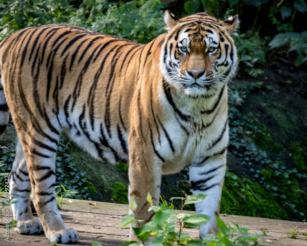 A young Siberian tiger close up A young Siberian tiger close up