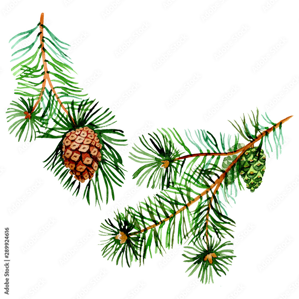Naklejka premium Branches of spruse and pine. Watercolor background illustration set. Isolated spruce illustration element.