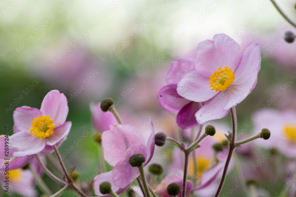 More beautiful purple and pink flowers. More beautiful purple and pink flowers.