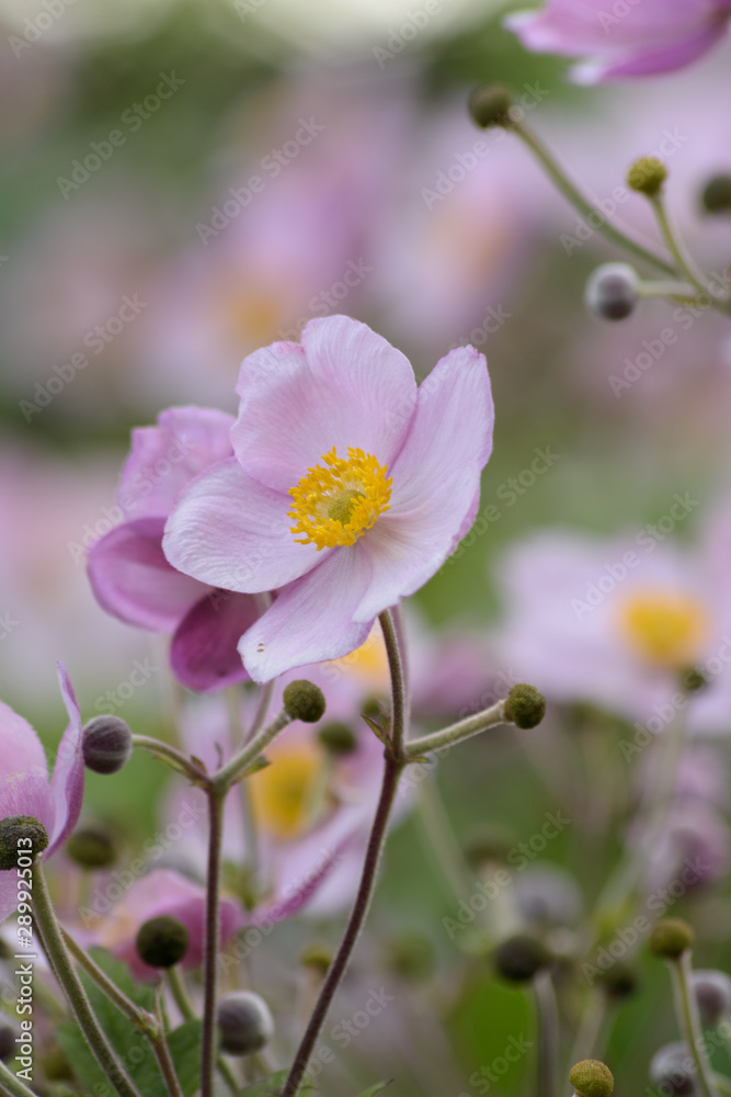 Another beautiful purple and pink flower. Another beautiful purple and pink flower.