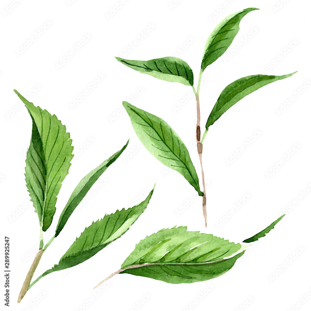 Green tea leaves. Watercolor background illustration set. Isolated leaf