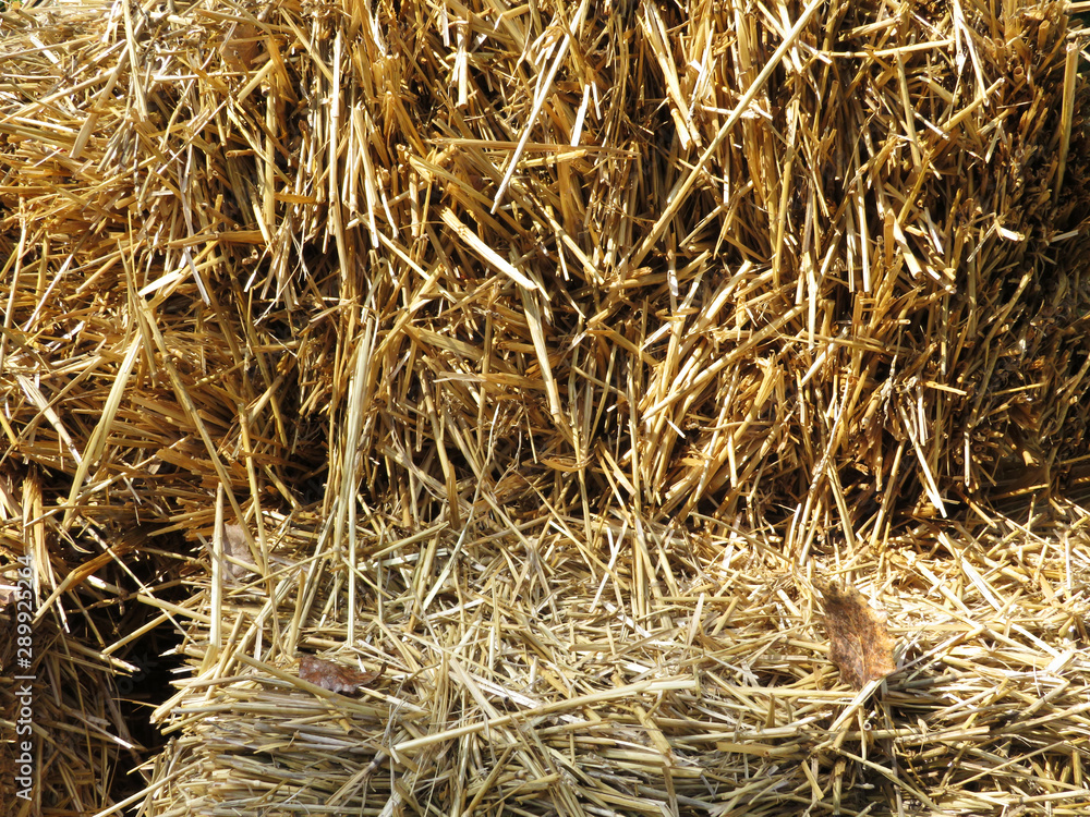 Hay collected in a stack. Haystack on a sunny morning against the blue sky. Harvested. Use as background. Hay collected in a stack. Haystack on a sunny morning against the blue sky. Harvested. Use as background.