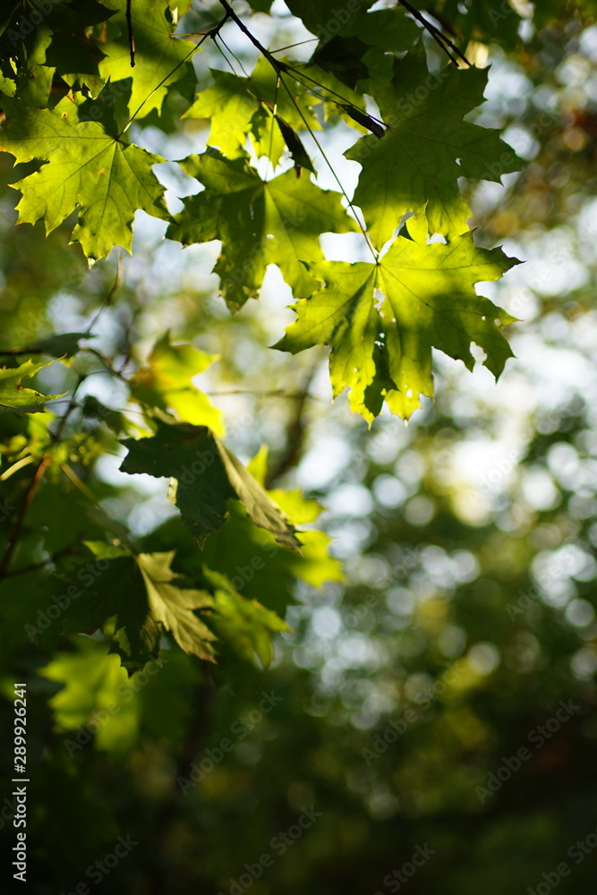 green maple leaves on the tree in autumn forest. green maple leaves on the tree in autumn forest.
