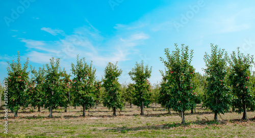 Apple orchard  apple trees. Agricultural concept. A row of trees planted to gather apples. Production of juices  sale of fruit in stores.