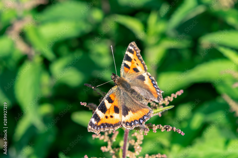 Summer landscape with a beautiful butterfly Urticaria on a leaf of nettle. Summer landscape with a beautiful butterfly Urticaria on a leaf of nettle.