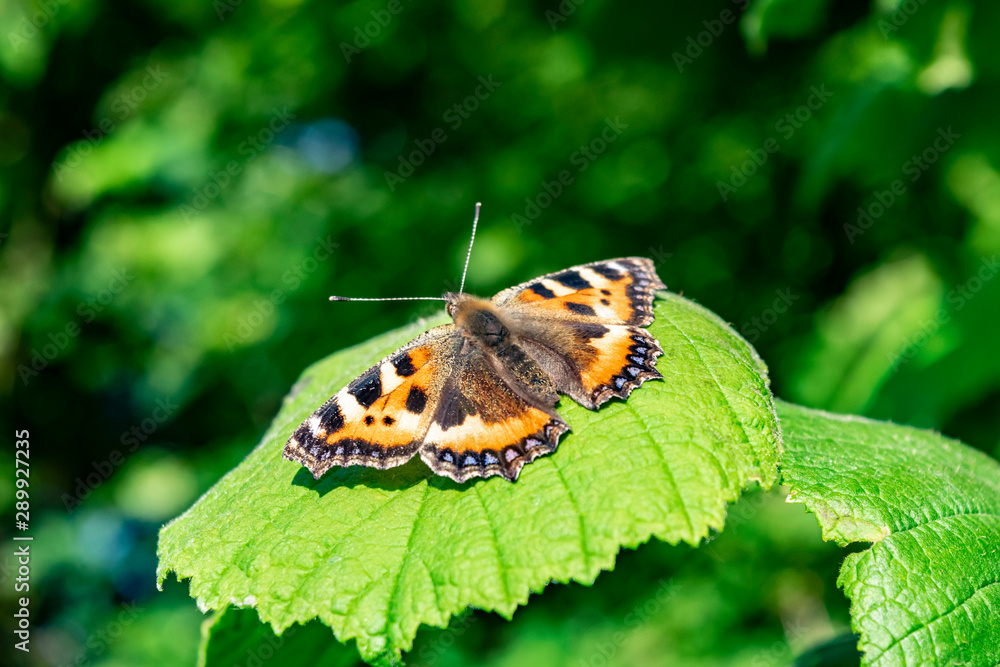 Butterfly Urticaria sits on a green leaf. Colorful butterfly closeup in the summer garden. Butterfly Urticaria sits on a green leaf. Colorful butterfly closeup in the summer garden.