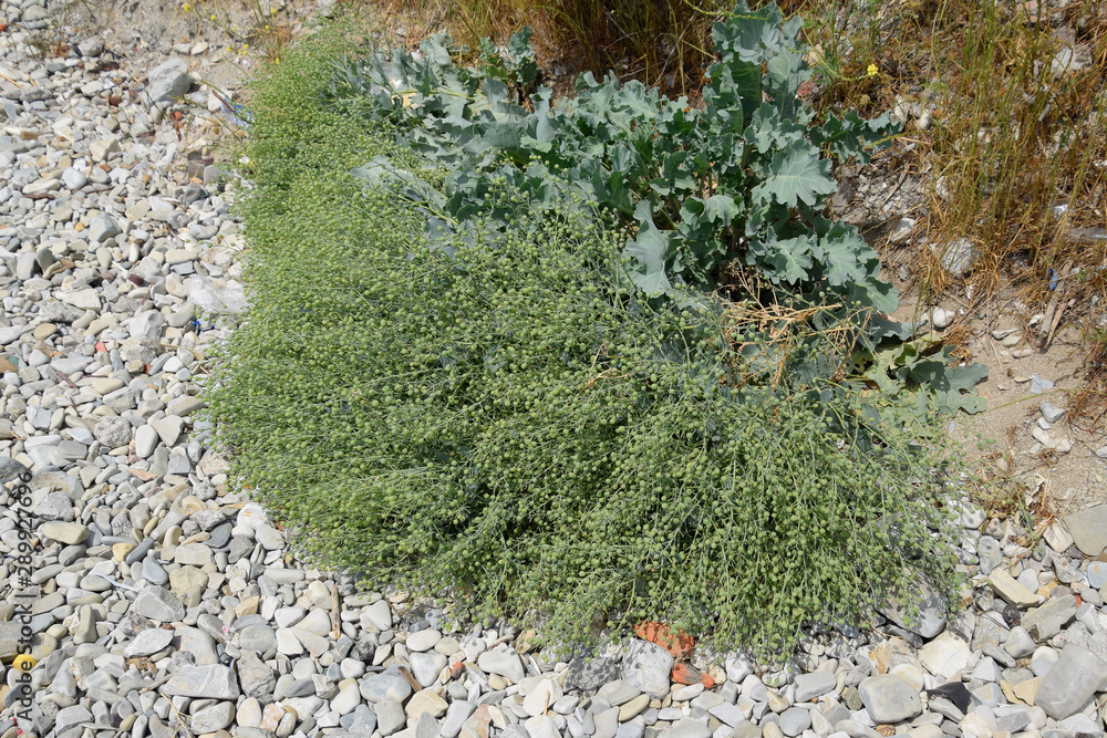 Green fruits of seaside katran. A plant on the shores of the Azov and Black Seas. Crambe maritima Green fruits of seaside katran. A plant on the shores of the Azov and Black Seas. Crambe maritima