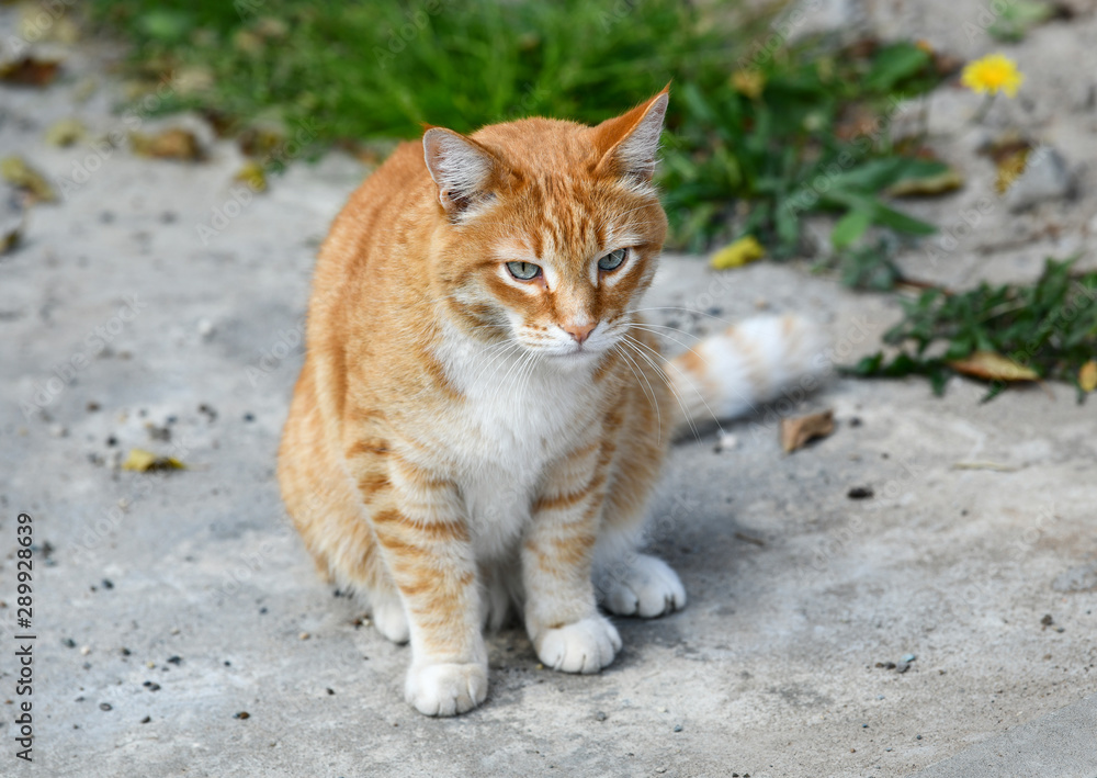 Beautiful red cat is sitting on the street.