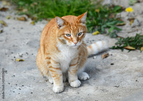 Beautiful red cat is sitting on the street. © Oleg