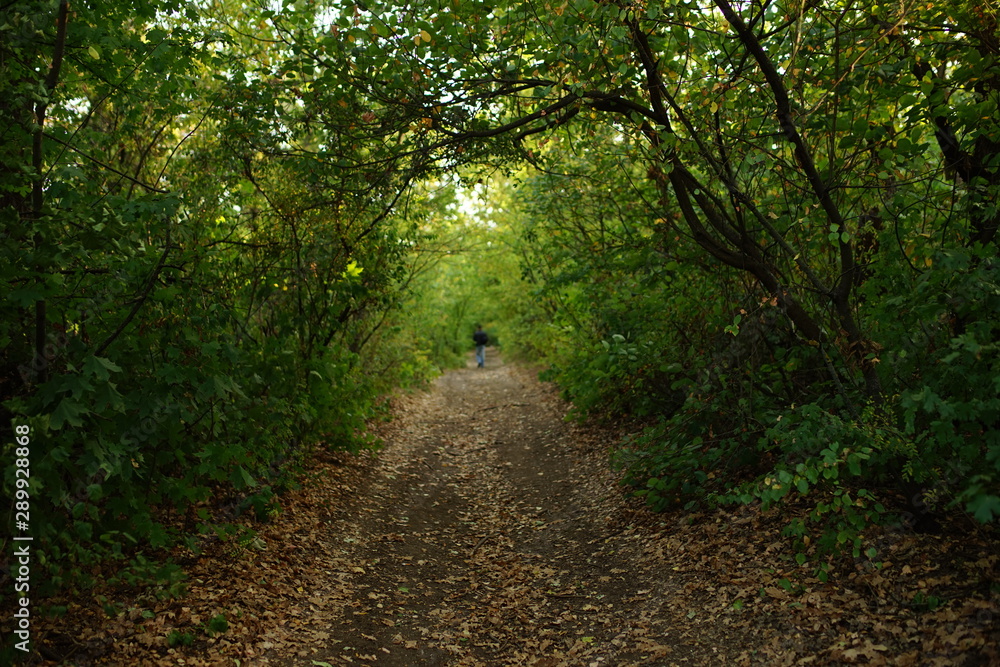 autumn forest with road, green leaves on the trees, a man walking away. autumn forest with road, green leaves on the trees, a man walking away.