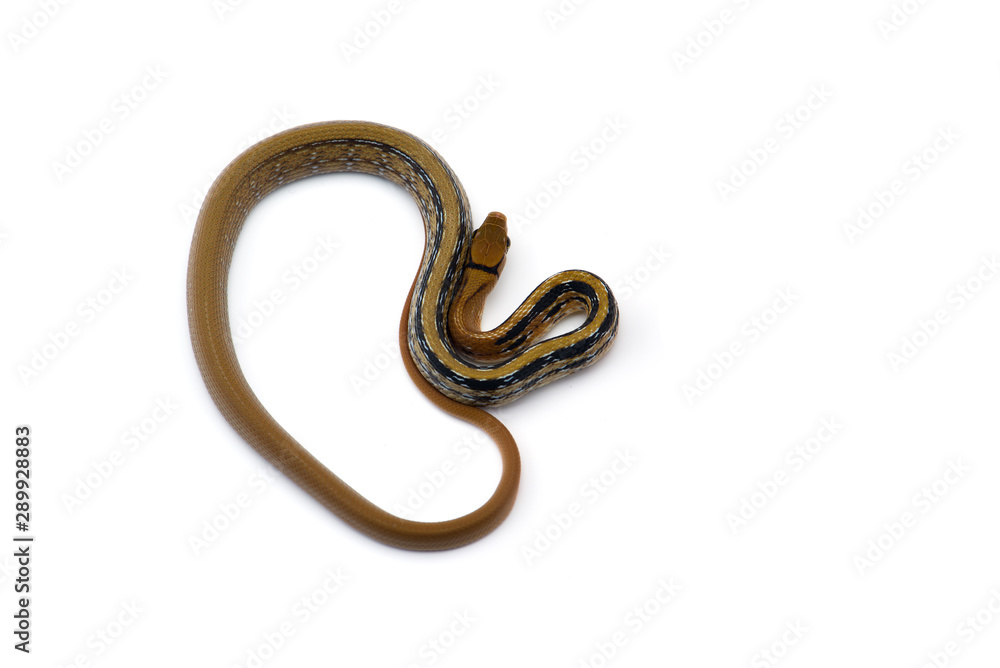 Obraz premium Copper-headed Trinket snake isolated on white background