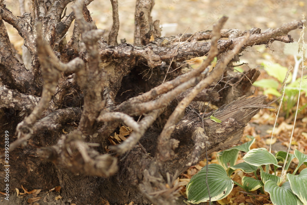 tree roots tree roots