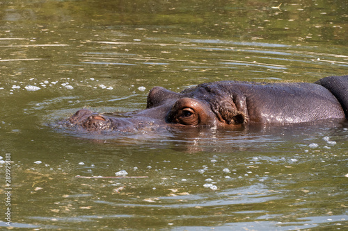 Hippo submerged in a lake