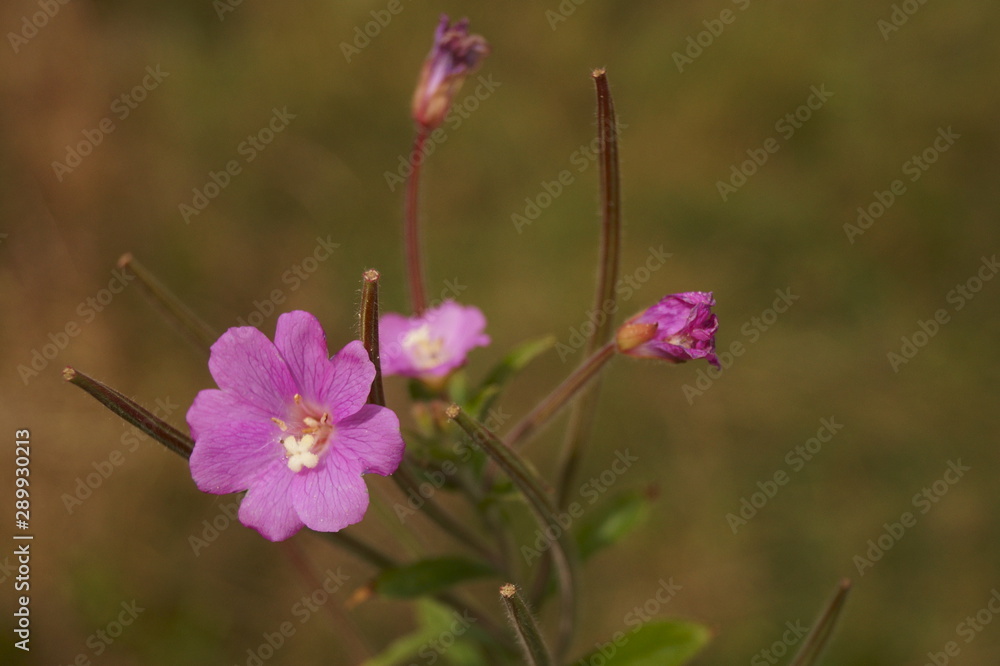 Background with cyclam wildflower - Great willowherb, Epilobium hirsutum Background with cyclam wildflower - Great willowherb, Epilobium hirsutum