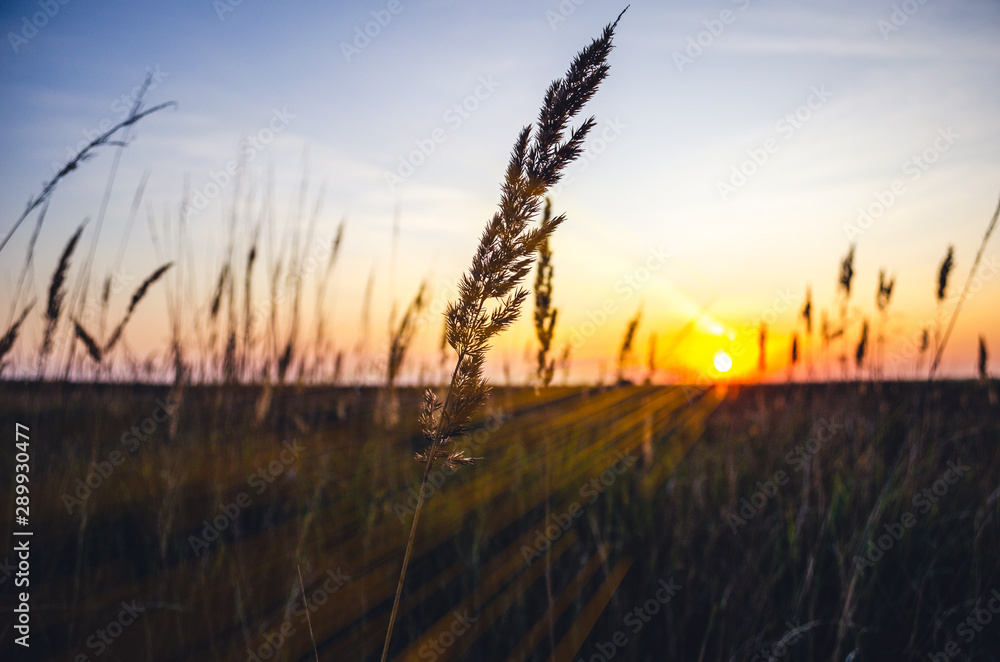 Spikelets of grass in the Golden light of sunset.Soft background. Defocus the background.