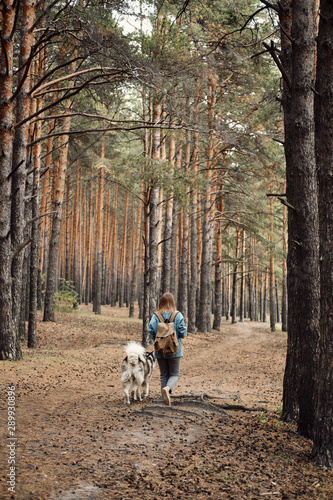 Woman Walking Dog. Young Girl with her Dog, Alaskan Malamute, Outdoor at Autumn. Domestic pet