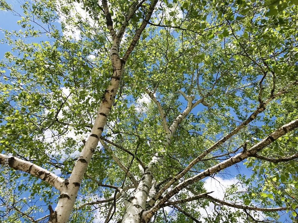 Treetop Birch on a Blue Sky Background.Green Spring Tree Treetop Birch on a Blue Sky Background.Green Spring Tree