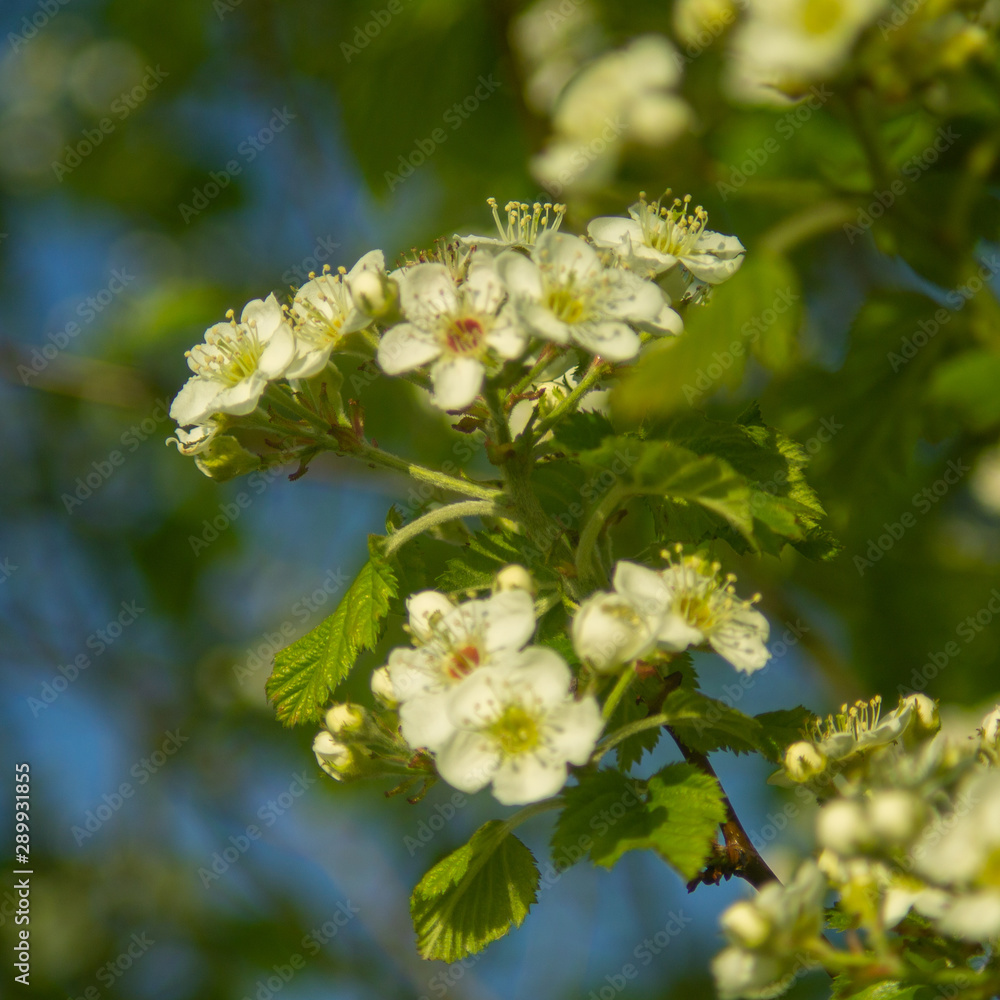 white flowers of apple tree white flowers of apple tree