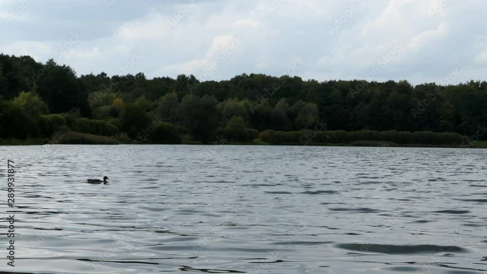 A Group Of Ducks Swim On The Lake At Summer Day. A Group Of Ducks Swim On The Lake At Summer Day.