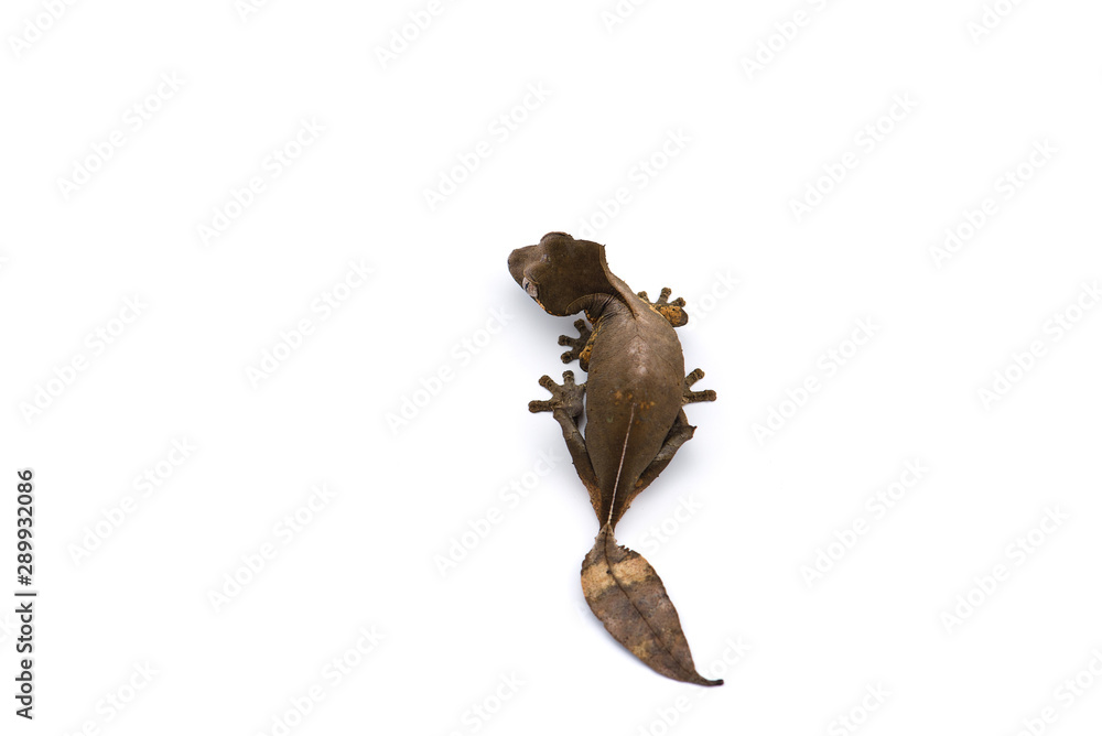 Fototapeta premium The satanic leaf-tailed gecko isolated on white background