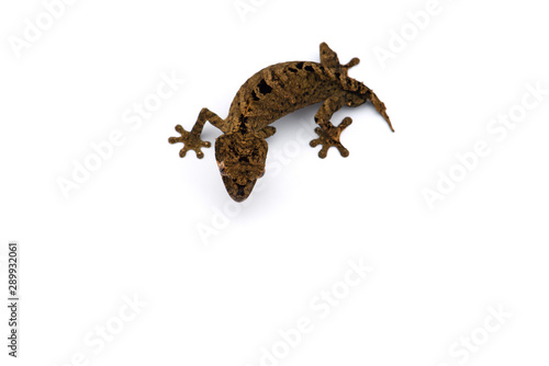 The satanic leaf-tailed gecko isolated on white background © Dmitry