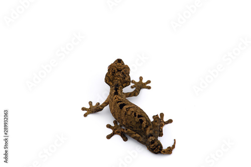 The satanic leaf-tailed gecko isolated on white background