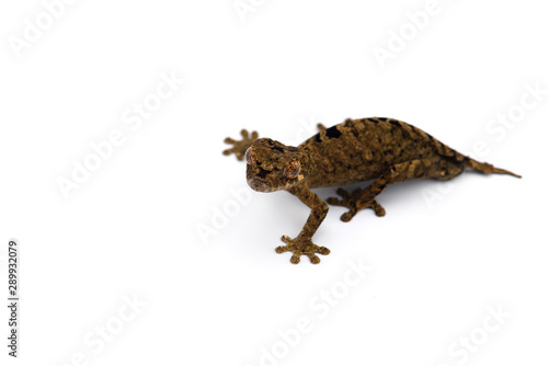 The satanic leaf-tailed gecko isolated on white background